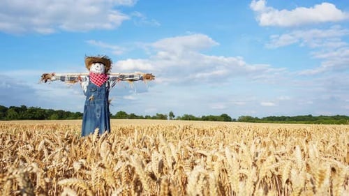 Lone Scarecrow Standing Guard in Wheat Field