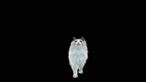 Katze HD