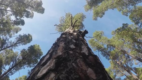Green forest trees and nature scenic place - concept of beauty of nature and wood environment
