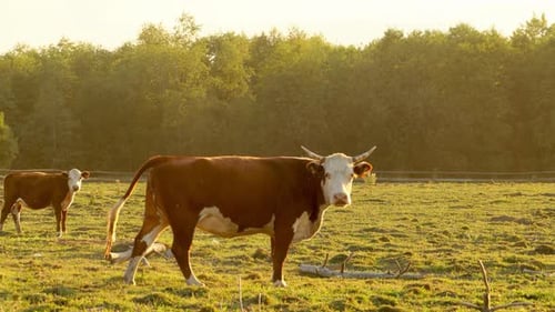 Cows Grazing Peacefully in Rural Pasture at Sunset