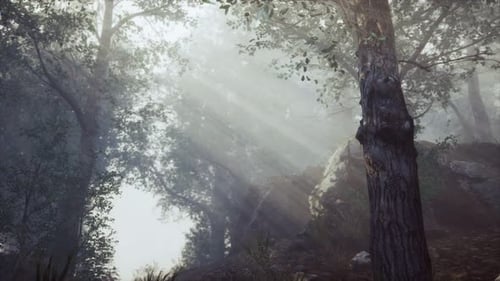Forêt en hauteur avec la lumière brillante de la lune
