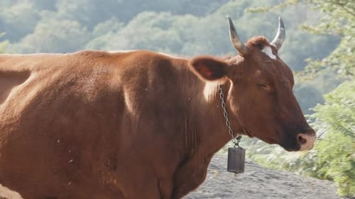 Eine große rote Kuh, die vom landwirtschaftlichen Konzept der Mücken umgeben ist
