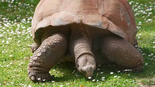 Galapagos Tortoise Eating