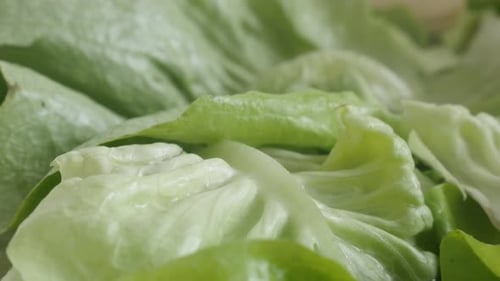 Fresh Green Lettuce Leaves Close-Up