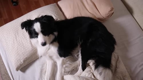 Border Collie Dog Resting on Bed