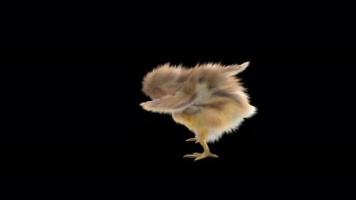 Realistic Animated Baby Chick Pecking and Walking Loop