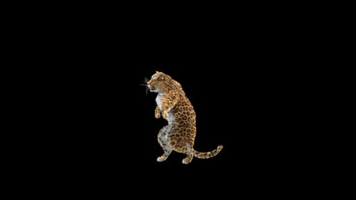 Leopard Dancing HD