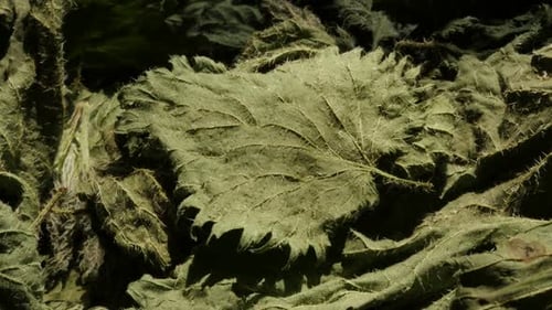Feuilles de plantes séchées d'ortie commune (Urtica dioica), vidéo 4K
