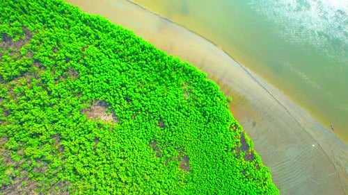 Aerial view from a drone flying over a mangrove forest at low tide