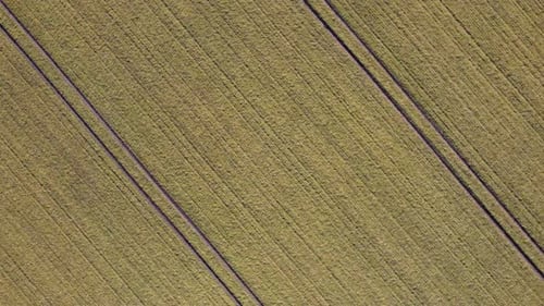 Weizenfeld im Frühling mit Drohne aufgenommen