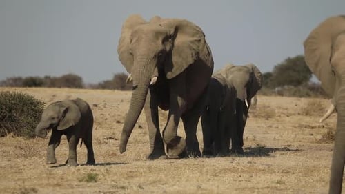 Weitwinkelaufnahme einer Herde afrikanischer Elefanten, die auf die Kamera zugeht, Mashatu Botswana.