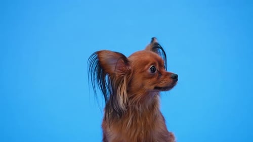 Frontalporträt eines braunen russischen Toy Terriers im Studio auf blauem Hintergrund