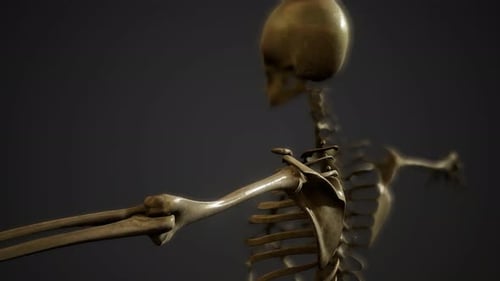Realistic 3D Human Skeleton Arm Movement for Medical Science