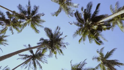 Palm Trees