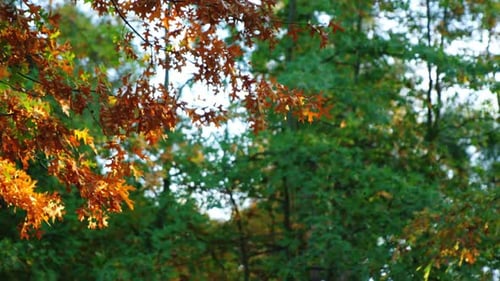 View of maple leaves in autumn
