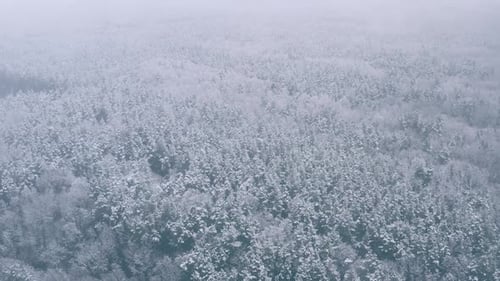 Beautiful Snowy White Forest In Winter Frosty Day