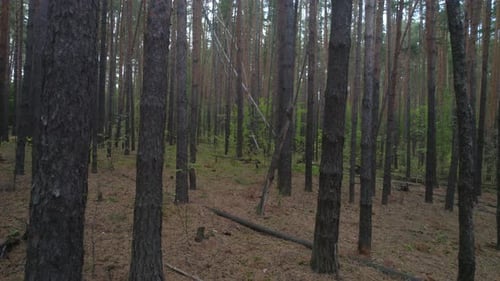 Fallen Trees In A Coniferous Pine Forest
