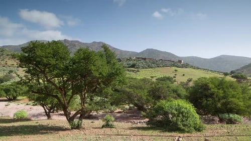 Argán, Marruecos, naturaleza, salvaje, rural, sous valley