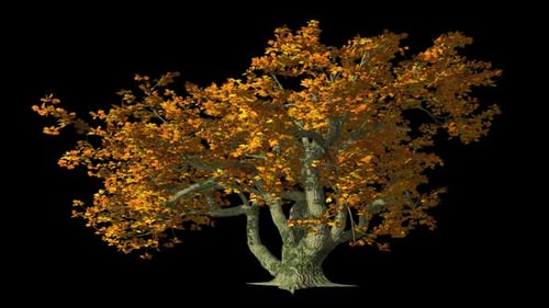 Tree With Big Branches