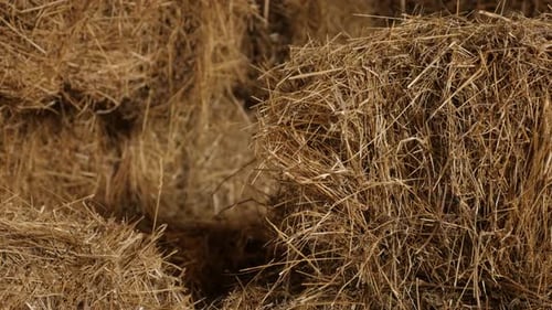 Close-up of winter animal food rectangular bales in the barn 4K 2160p 30fps UltraHD tilting footage