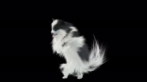 Animated Fluffy Black and White Dog Dancing