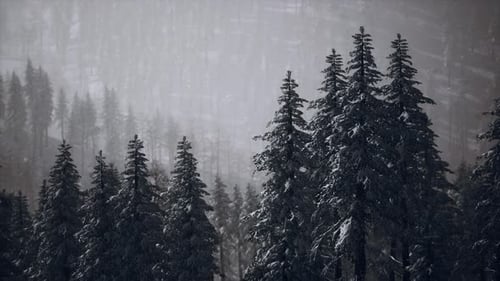 Snowy Winter Forest Landscape Video with Falling Snow