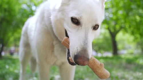 Dog Picks Up Stick and Walks Away