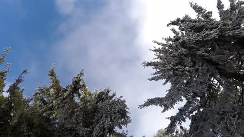 Die Spitzen der Pinien auf dem Hintergrund des Winterhimmels