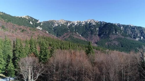 Sur les arbres de montagne 4k