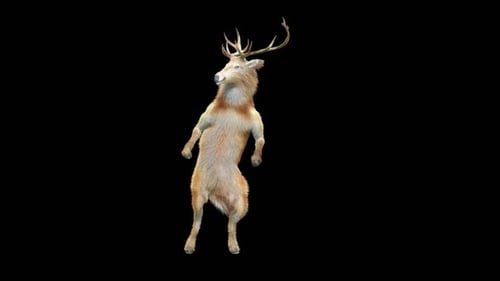 3D Animated Deer Dancing on Hind Legs