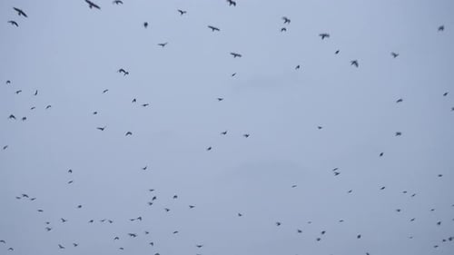 Flock Of Birds