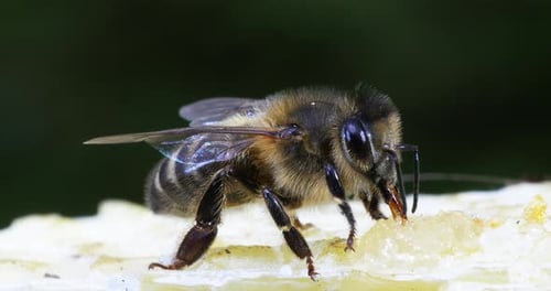 European Honey Bee, apis mellifera, black Bee Licking Honey, Hive in Normandy, Real Time 4K