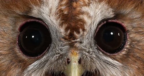 Eurasian Tawny Owl, strix aluco, Portrait of Adult, Normandy, Real Time 4K
