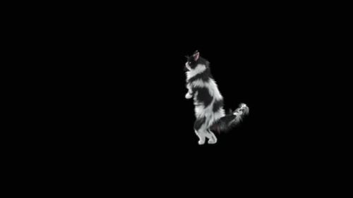 Katze tanzt HD