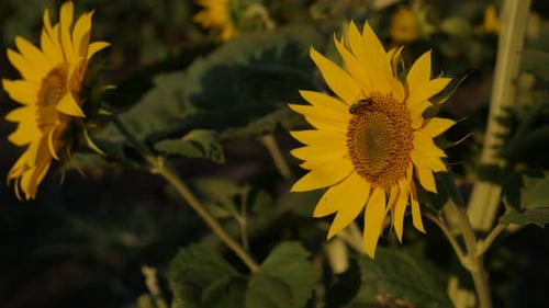 Helianthus plant in the field close-up 4K 2160p 30fps UltraHD footage - Yellow sunflower petals sha