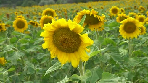 Field of Vibrant Yellow Sunflowers on a Sunny Day