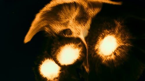 Golden Ink Bloom on Dark Background