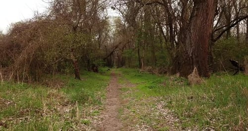Walkway in the Early Spting Forest, Drone Point of View