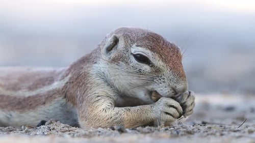 Charming Squirrel Feasting on Seed in Natural Light