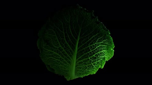 Chou vert sur fond noir