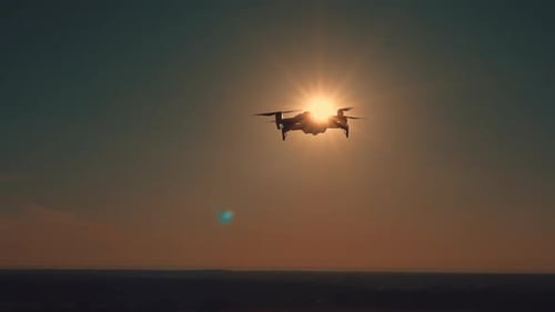 Zumbido volando al amanecer