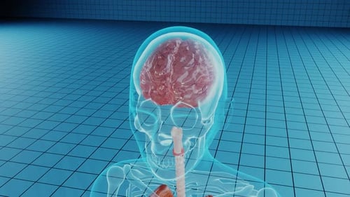 Brain Damage in Human Body