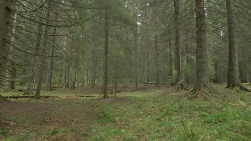 Inside a Coniferous Forest