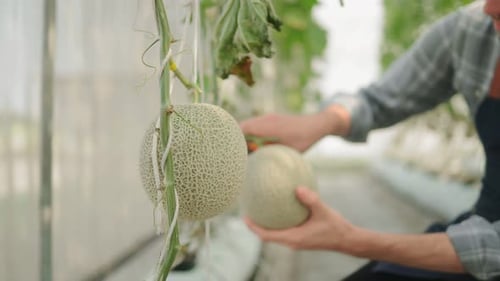 un agriculteur vérifie la qualité du melon