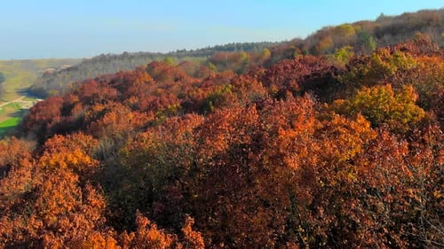 Looking Down on Amazingly Beautiful Autumn Colors,forests,trees, Aerial Drone Flyover View