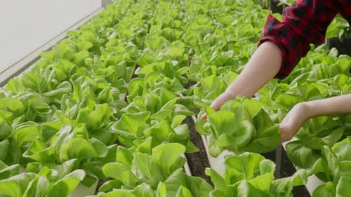 asian small business owner greenhouse hydroponic farm business owner hand hold fresh vegetable