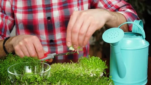 Microgreens in the Hands of a Man