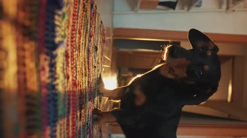 Small Dog Stands Near a Colorful Wall Hanging