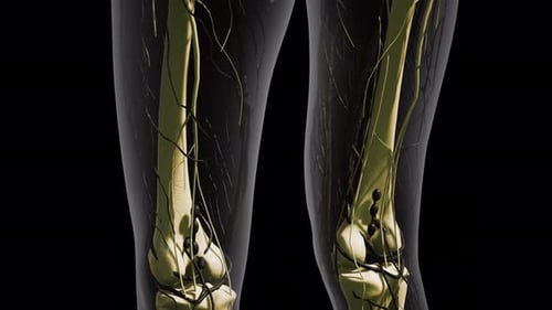 Animated 3D Human Leg Skeleton and Nervous System