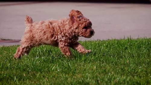 Cute poodle puppy playing in slow motion